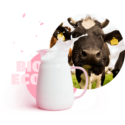 cow and jug of milk